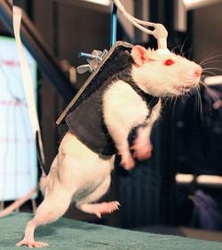 Des rats paralyss se remettent  marcher - Maxisciences