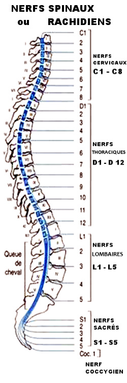 Les nerfs spinaux ou rachidiens et leurs lsions