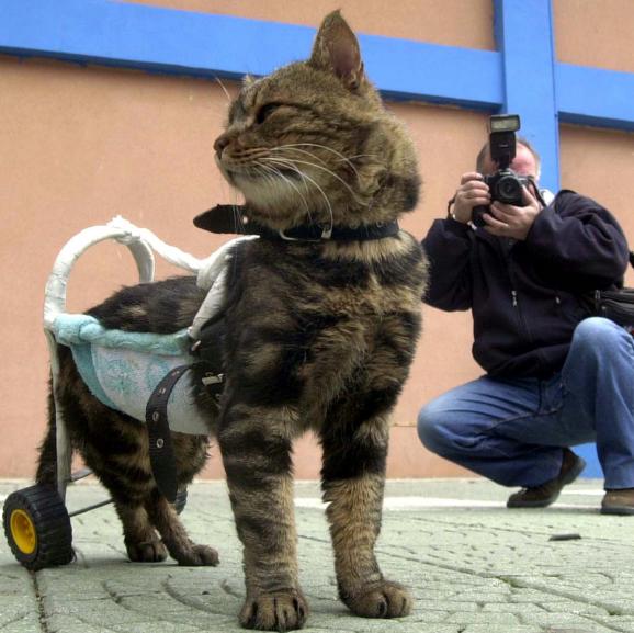 un chat avec une aide sur roulette pour les pattes arrire